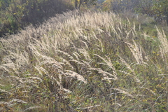 Calamagrostis epigejos