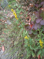 Solidago virgaurea taurica