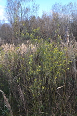 Melilotus officinalis