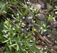 Galium mexicanum