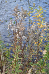 Solidago canadensis