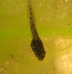 Pseudacris cadaverina