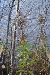 Solidago canadensis
