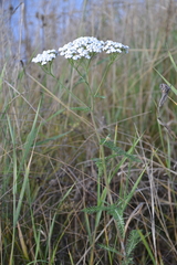 Achillea millefolium