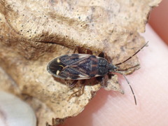 Eremocoris podagricus