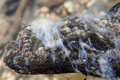 Nostocaceae