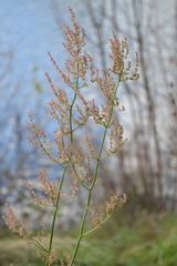 Rumex thyrsiflorus