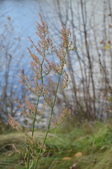 Rumex thyrsiflorus