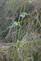 Rumex thyrsiflorus