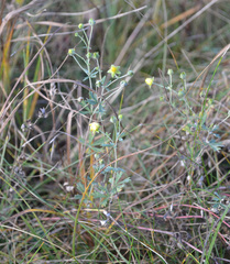 Potentilla argentea