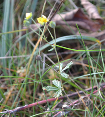 Potentilla argentea