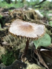 Mycena polygramma