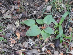 Doronicum plantagineum