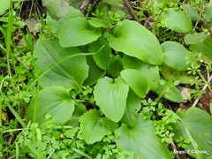 Doronicum plantagineum