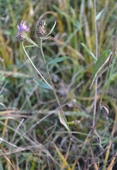 Centaurea jacea