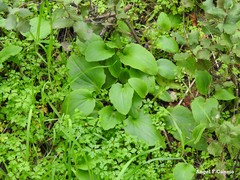 Doronicum plantagineum