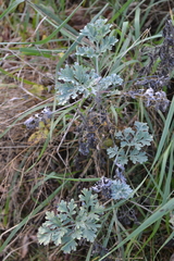 Artemisia absinthium
