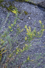 Melilotus officinalis