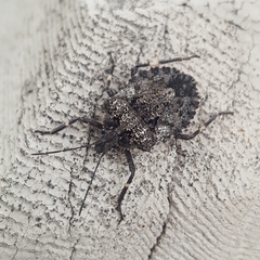 Brochymena affinis