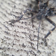 Brochymena affinis