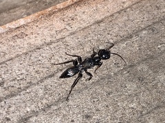 Ampulex canaliculata