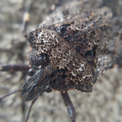 Brochymena affinis