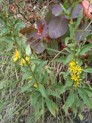 Solidago virgaurea taurica