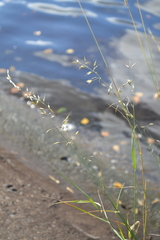 Arrhenatherum elatius