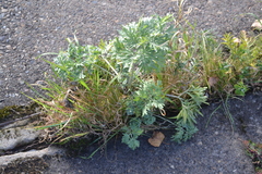Artemisia absinthium
