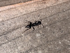 Ampulex canaliculata