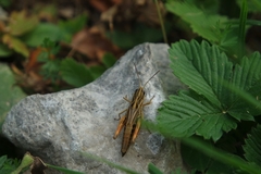 Chorthippus alticola