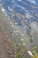 Arrhenatherum elatius