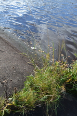 Arrhenatherum elatius