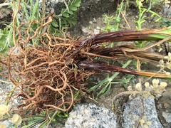 Carex caucasica