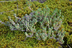 Sedum acre