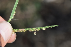 Paspalum pubiflorum pubiflorum