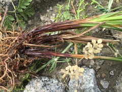 Carex caucasica