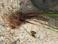 Carex caucasica