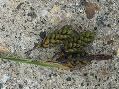 Carex caucasica