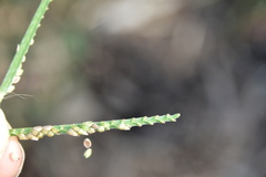 Paspalum pubiflorum pubiflorum