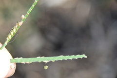 Paspalum pubiflorum pubiflorum