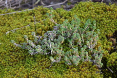 Sedum acre