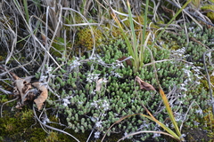 Sedum acre