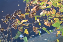 Physocarpus opulifolius
