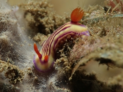 Hypselodoris whitei