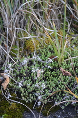 Sedum acre