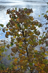 Physocarpus opulifolius