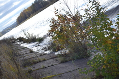 Physocarpus opulifolius