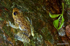 Amolops hongkongensis
