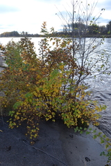 Physocarpus opulifolius